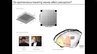 Traveling Waves in Cortex Spatiotemporal Dynamics Shape Perceptual and Cognitive Processes [upl. by Oos]