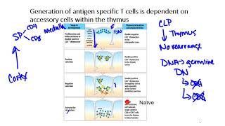 T cell Development [upl. by Allis]