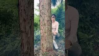 lumberjack chopping treeschainsaws hardware tools viralvideo foryou [upl. by Fowkes]