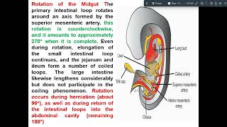 development of midgut amp hindgut [upl. by Spragens]