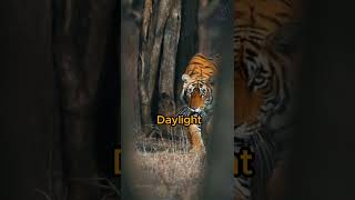 The Champawat tiger 🐅 Deadliest Man Eater tigerhistory [upl. by Nawat]