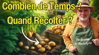 Le Cycle de Vie des Pommes de Terre  De la Plantation à la Récolte  🥔 [upl. by Drwde]