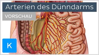 Dünndarm Arterien und Blutversorgung Vorschau  Kenhub [upl. by Shermie]