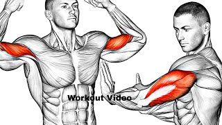 Biceps and Triceps Workout No Equipment Needed [upl. by Genny]