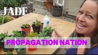 Jade plant  crassula ovata 🪴 easy propagation [upl. by Anaytat676]