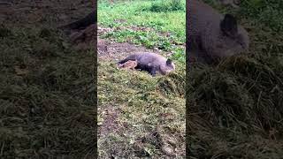 📍🇩🇪Landsberglandsberg animals naturelovers animallover animal nature park shortvideo shorts [upl. by Elylrac]