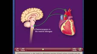 Chemoreceptor Reflex Control of Blood Pressure [upl. by Akinna]