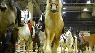 Les 9 races de chevaux de trait français au Salon International de l’Agriculture de Paris 2017 [upl. by Petronille640]