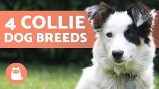 4 Types of COLLIE DOG BREEDS 🐕 Do You Know Them All [upl. by Sieber]