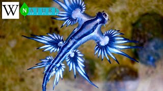 GLAUCUS ATLANTICUS  WikiNature 🍃 [upl. by Justine]