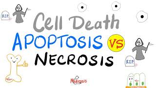 Apoptosis vs Necrosis  Cell Death  Pathology Series [upl. by Laing]