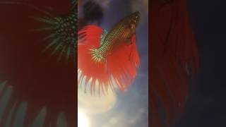 crown tail betta fish 🆗🐟 feed back 👍🔙v8ral viral kar do bhai [upl. by Richers]