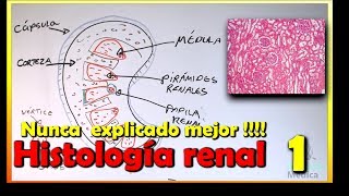 Histología de Riñón [upl. by Airamalegna53]