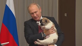 Vladimir Putin Melts Over Puppy He Received for His Birthday [upl. by Sualokcin]