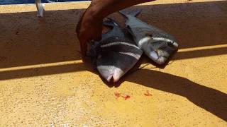 This is why its called a Trigger fish [upl. by Nodaj]