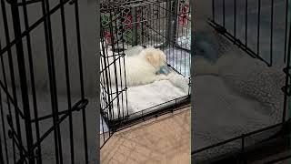 Play Rest Repeat The Benefits of a Puppy Playpen [upl. by Consuela]