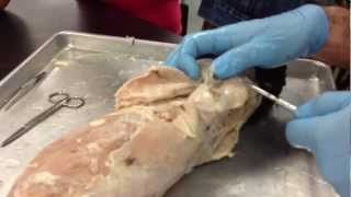 Shawn Villalpando Cat Dissection  muscles [upl. by Hapte]