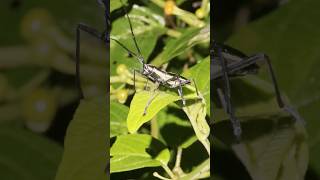 Longhorn beetle Ptychodes 🇨🇷 Costa Rica [upl. by Newbold]