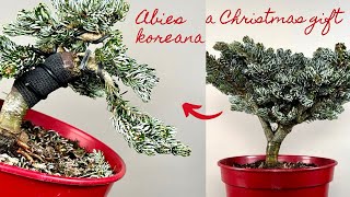 Creating a Shohin Abies koreana Bonsai  Gestaltung Korea Tanne [upl. by Olnton834]