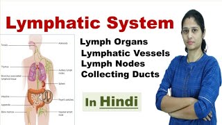 Lymphatic System  Components of Lymphatic System  NEET  In Hindi [upl. by Rafaelle]