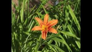 Plant portrait  Daylily Hemerocallis fulva [upl. by Nauqan899]