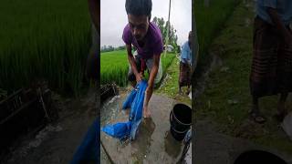 Best Traditional Net Fishing Video After Rain fish fishing fishingvideo [upl. by Supmart]