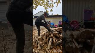 Almost done buckin powersaw chainsaw husqvarna firewood bucking twostroke [upl. by Timofei]