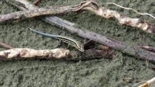 Fourlined Whiptail is in a hurry Holcosus quadrilineatus [upl. by Ahtis]