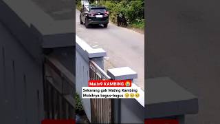 mobil bagus buat M4ling kambing  maling funnyvideo kambing [upl. by Ruhtracm221]