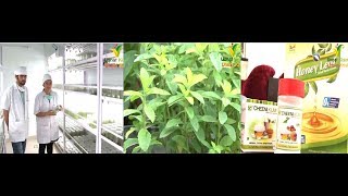 Stevia farming  Medicinal plant amp High profitable  आप भी कर सकते हैं शुरू बड़ी आसानी से [upl. by Idnam]