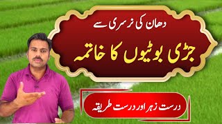 How to control weeds in paddy nursery  Abid Ali Agrarian [upl. by Valora325]