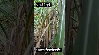 १८१२१ बियाणे प्लॉट  18121 Sugarcane seedling plot  high yeild variety shorts viral Kd83 [upl. by Yrotciv]