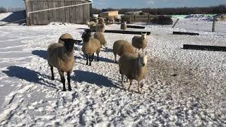 Suffolk sheep and north Country Cheviot sheep playing in the snow [upl. by Enelahs]