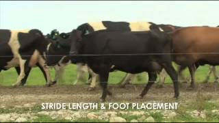 DairyNZ Healthy Hoof  Chapter 1 Observing Lameness [upl. by Norse122]