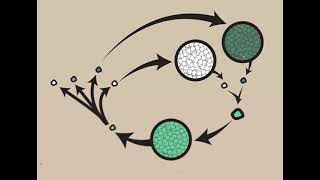 quotClassification of Oomycetes Sysmptoms and life cycle of Pythium Phytophthora and Albugoquot [upl. by Tennos]