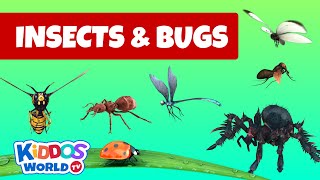 Identifying Arachnida and Insects  Insects and bugs for kids to learn about [upl. by Nennerb]