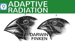 Adaptive Radiation  die Darwin Finken einfach erklärt  Evolution 17 [upl. by Karlin]