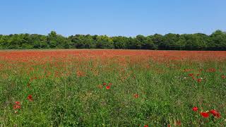 Appeal Hearing  Land West of Chelmsford Road Felsted [upl. by Cataldo]