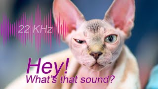 🙀🎶🙀Only Cats Can Hear This [upl. by Osnofedli]