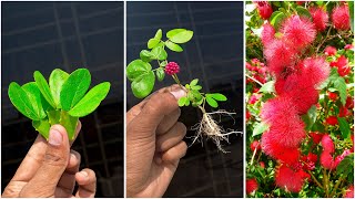 Best amp simple way to grow calliandra plant at home  Best technic for gardening [upl. by Isidor]