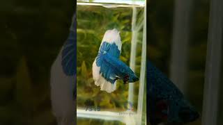 7319 l Betta splendens Halfmoon Butterfly [upl. by Russel]