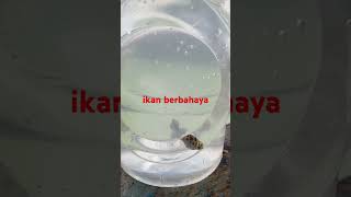 fugu guppy ikanbuntal pets fish akuarium fishing ikangabusdiaquarium [upl. by Egin]