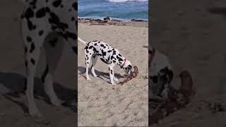 A video of my sister 😁 music dalmatian funny foryou shorts shortvideo cute puppy dog [upl. by Nelleus945]