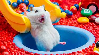 🐹Hamster Escapes Ball Pit Pool  Adorable Hamster Adventures [upl. by Bonnette]