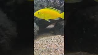 Very small Labidochromis caeruleus Yellow spotted 🤩 [upl. by Neahs]