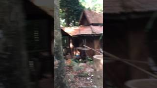 BERJAYA SECRET JUNGLE CHALET REVEAL Malaysia [upl. by Sualakcin610]