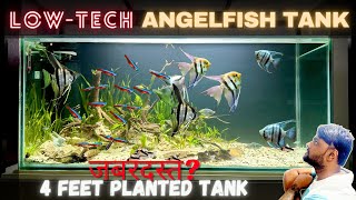 ANGELFISH PLANTED AQUARIUM SETUP Complete हो गया [upl. by Niatsirhc422]