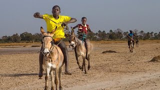 DONKEY RACE IN JAMAICA [upl. by Lecram]