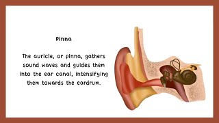 Structure of the human Ear [upl. by Monagan]