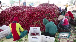 KAPYA TARIM  ADANA KAPYA BİBER HASADI [upl. by Tomkins]